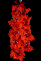 Семён Будённый (В-16-518)