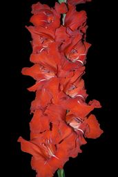 Семён Будённый (В-16-518)